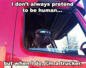 Recruit truck drivers by allowing them to bring their furry friends in the cab
