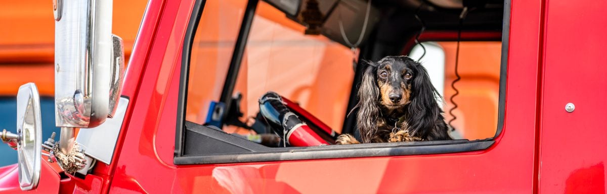 4 Reasons Why Allowing Pets in the Cab Can Help Recruit Truck Drivers