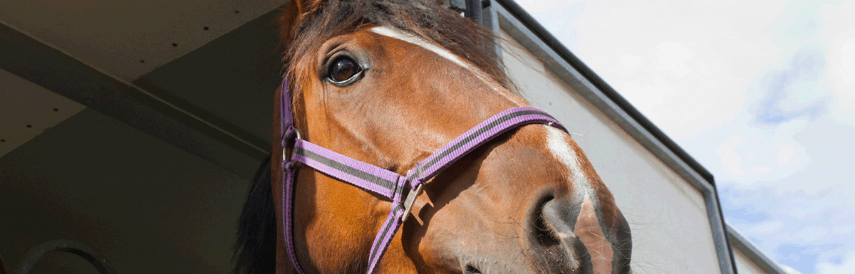FMCSA Clarifies Ag Exemptions for Horse and Livestock Haulers